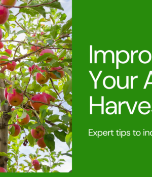 Simple Techniques to Improve Apple Production