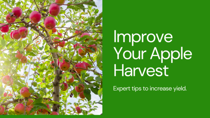 Simple Techniques to Improve Apple Production