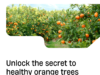 the key to successful orange tree care: choosing the right fertilizer