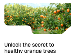 the key to successful orange tree care: choosing the right fertilizer