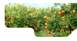 the key to successful orange tree care: choosing the right fertilizer