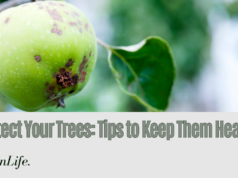 Tips to Protect Your Trees from Fatal Diseases