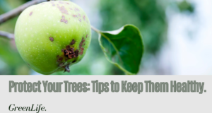 Tips to Protect Your Trees from Fatal Diseases