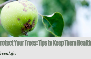 Tips to Protect Your Trees from Fatal Diseases