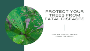 Tips to Protect Your Trees from Fatal Diseases