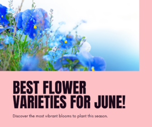 Top Flower Varieties That Thrive in June's Warm Weather
