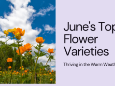 Top Flower Varieties That Thrive in June's Warm Weather