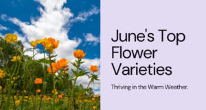 Top Flower Varieties That Thrive in June's Warm Weather