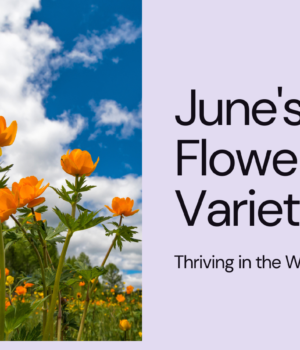 Top Flower Varieties That Thrive in June's Warm Weather