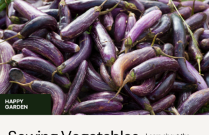 ​Uncover The Best Vegetables to Sow in August