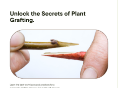 Unlock the Secrets of Successful Plant Grafting