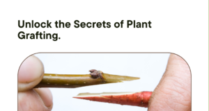 Unlock the Secrets of Successful Plant Grafting