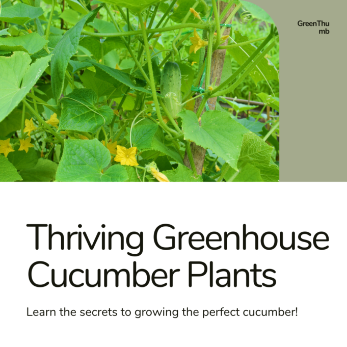 Unlock The Secrets Of  Thriving Greenhouse Cucumber Plants