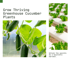 Unlock the Secrets of Thriving Greenhouse Cucumber Plants
