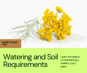 Learn the best growing conditions for curry plant