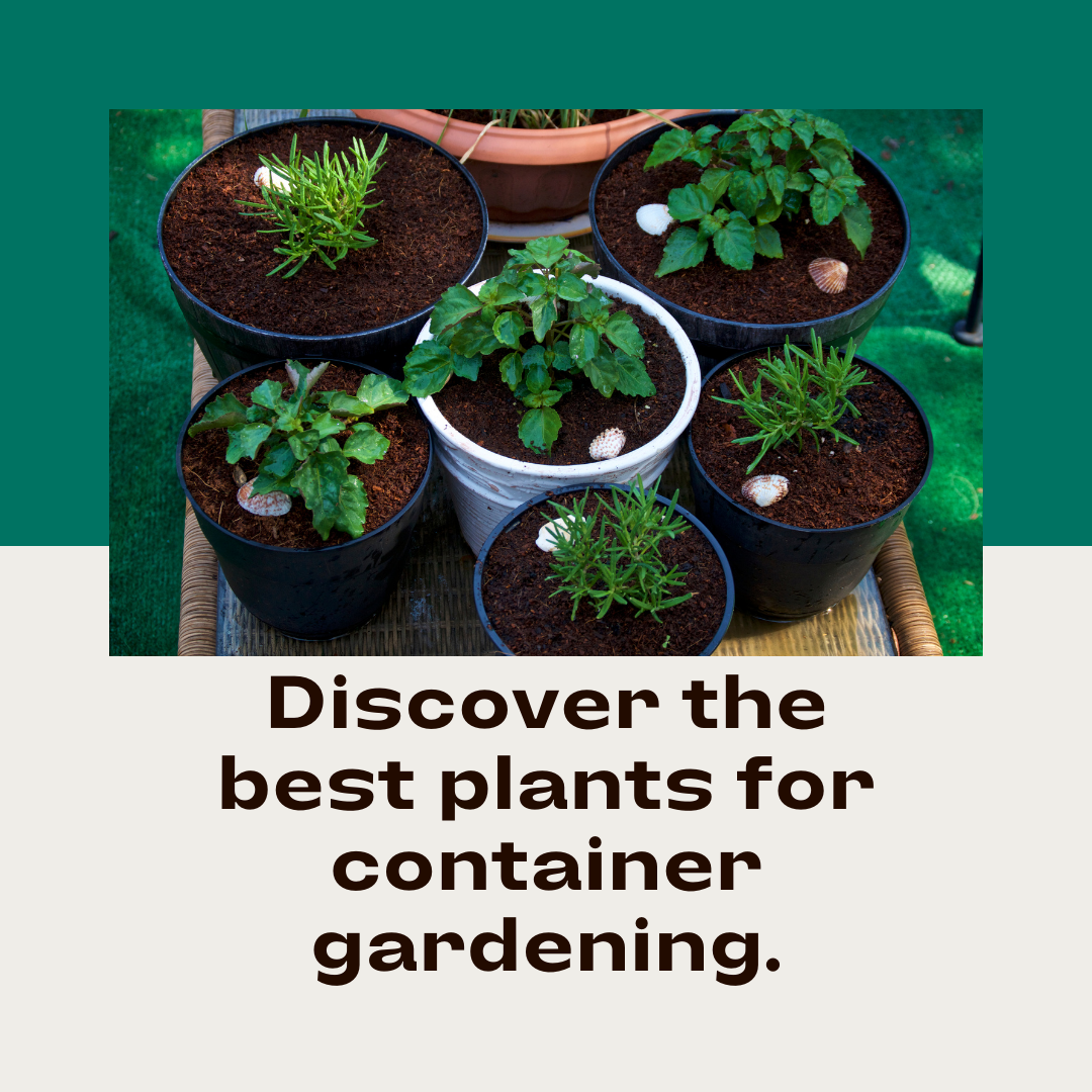 amazing-planting-ideas-for-your-year-round-container-gardening-smart