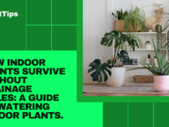 Learn how Indoor Plants Survive Without Drainage Holes