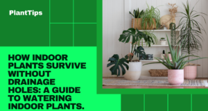 Learn how Indoor Plants Survive Without Drainage Holes