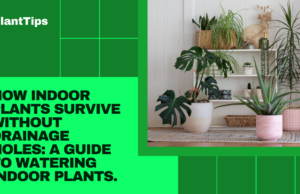 Learn how Indoor Plants Survive Without Drainage Holes