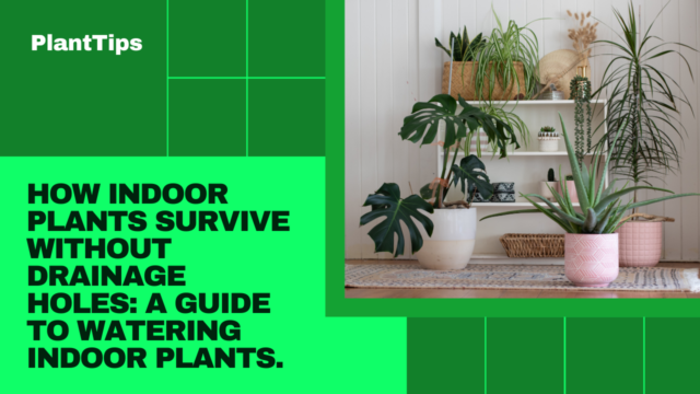 Learn how Indoor Plants Survive Without Drainage Holes