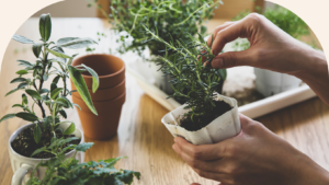 Transform Your Backyard into a Healing Oasis with These Essential Herbs