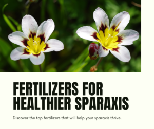 ​How to Plant & Care for Sparaxis Plants