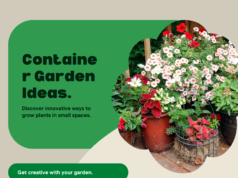 Container Garden Ideas for Every Gardener