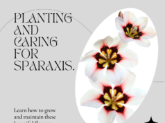 ​How to Plant & Care for Sparaxis Plants