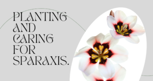 ​How to Plant & Care for Sparaxis Plants