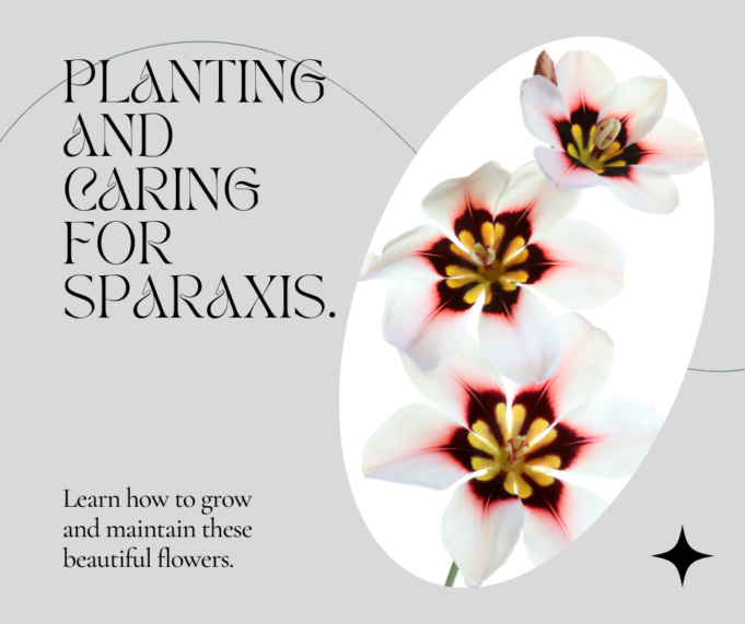 ​How to Plant & Care for Sparaxis Plants