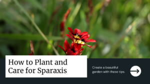 ​How to Plant & Care for Sparaxis Plants