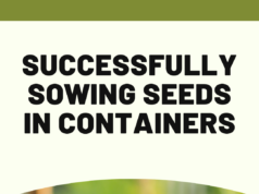 How to Sow Seeds in Containers Successfully