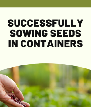 How to Sow Seeds in Containers Successfully
