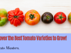 Learn The Best Tomato Varieties to Cultivate