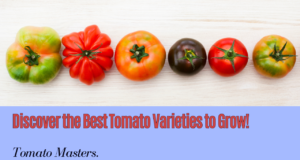 Learn The Best Tomato Varieties to Cultivate