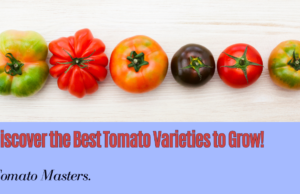 Learn The Best Tomato Varieties to Cultivate