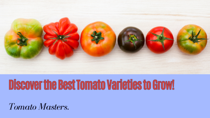 Learn The Best Tomato Varieties To Cultivate Learn The Best Tomato Varieties to Cultivate