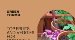 Top Fruits and Veggies to Grow In Containers