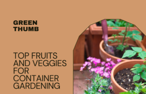 Top Fruits and Veggies to Grow In Containers