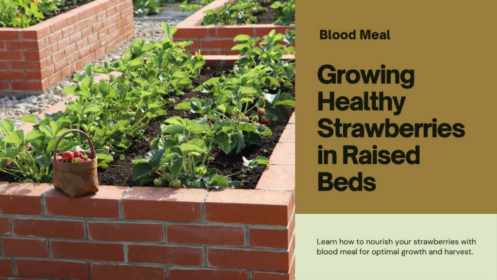 Boost Your Strawberry Harvest with These Organic Fertilizers for Raised Beds
