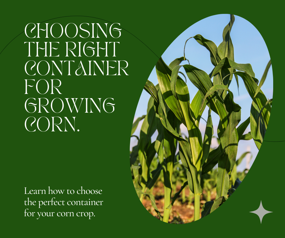 How to grow corn faster in containers
