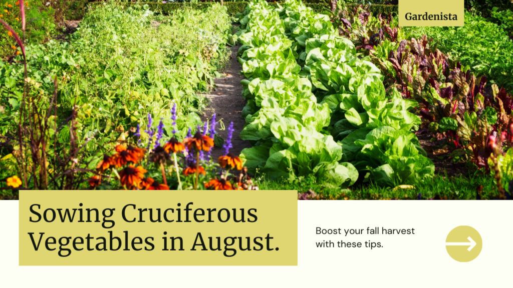 ​Uncover The Best Vegetables to Sow in August
