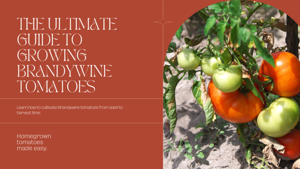 Learn The Best Tomato Varieties to Cultivate
