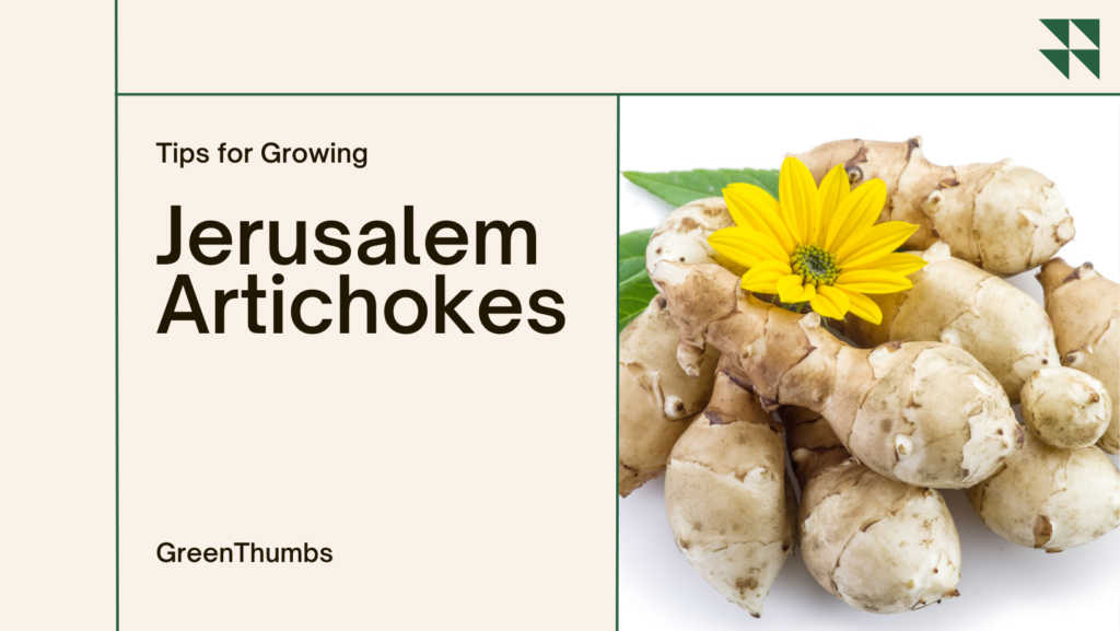 How To Plant Jerusalem Artichokes
