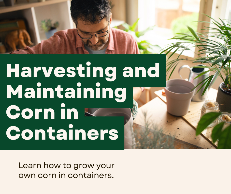 How to grow corn faster in containers
