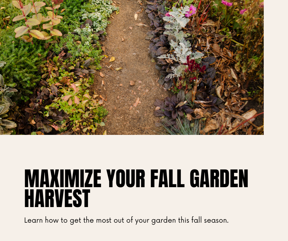 Tips for Maximizing Your Fall Garden Harvest
