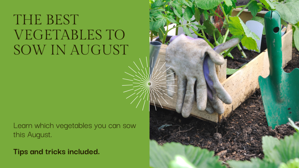 ​Uncover The Best Vegetables to Sow in August
