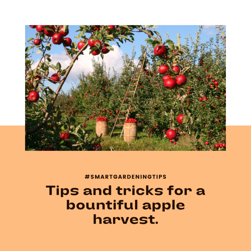 Harvesting techniques for autumn crops
