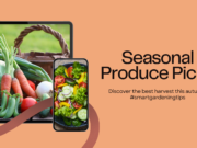 Autumn crop harvest suggestions