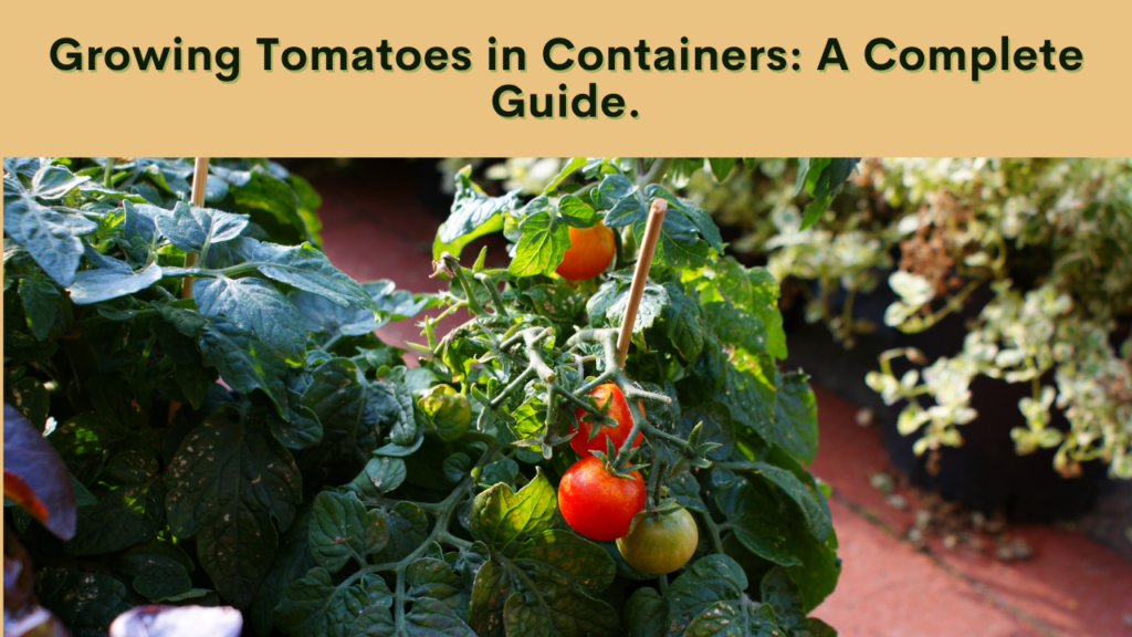 Container-friendly tomato varieties
